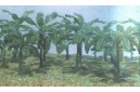 1/72 Banana Trees